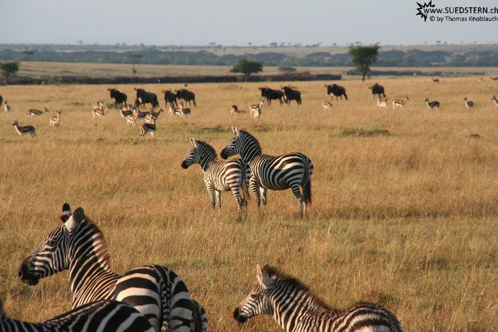IMG 8303-Kenya, zebras in Masai Mara
